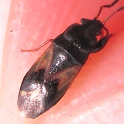 Megalonotus praetextatus